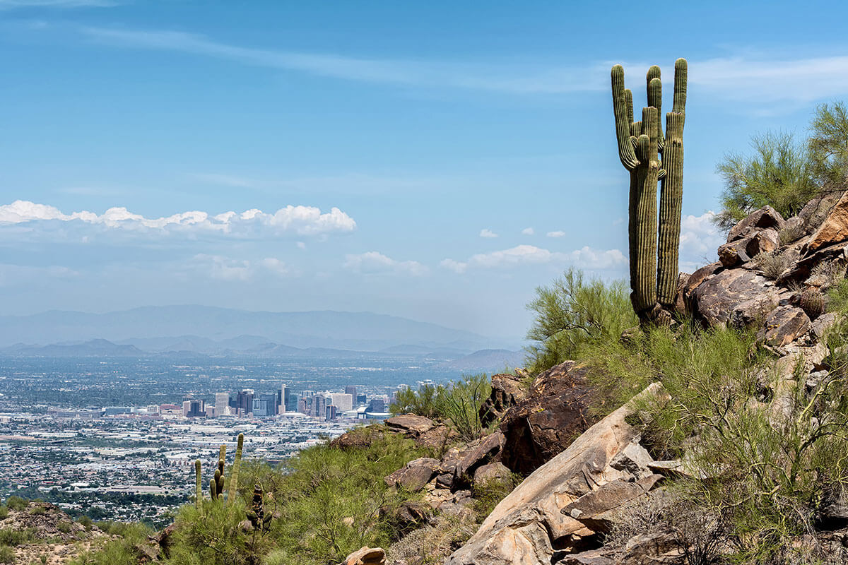 A Saguaro cactus stands watch over the city of Phoenix.