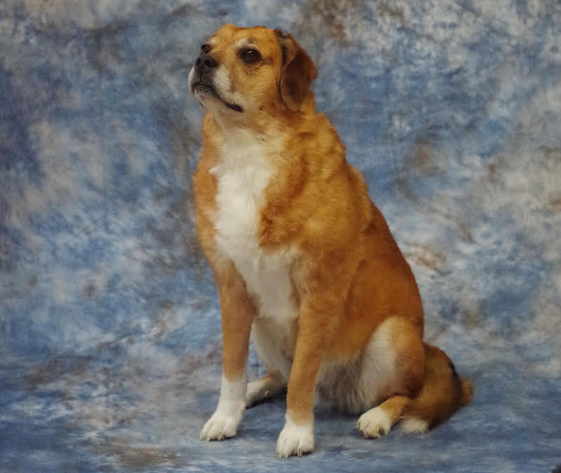 Animal Family Pet Preservation and GoIQ