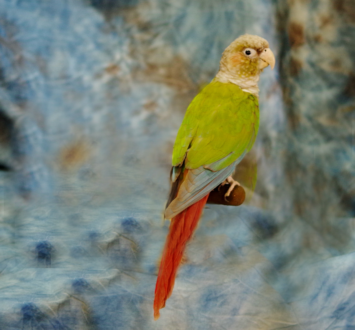 Animal Family Pet Preservation